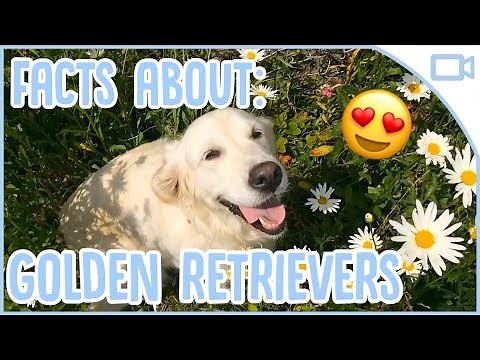 10 Facts About Golden Retrievers!