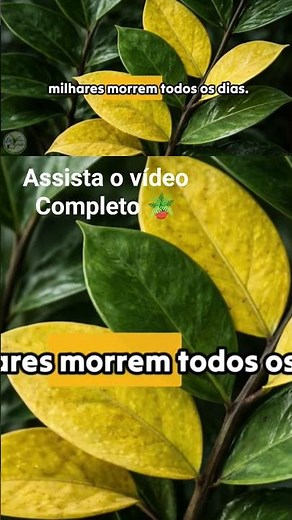 Veja tudo sobre a Zamioculca no vídeo Completo. #plantas #zamioculca #plantasemvasos
