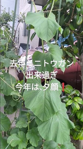 夕顔＆マクワウリは、庭木利用し立体栽培、ハヤトウリも#shortsyoutube #ポタジェガーデン