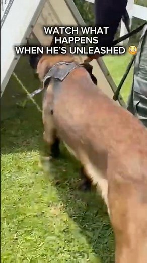 You Won’t Believe What Happens When He’s Unleashed 😳