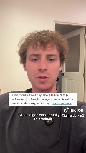 Algae: The Ancestor of All Plants?