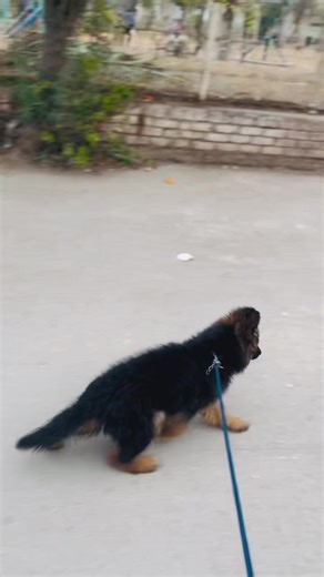 Badimalik und seine Deutschen Schäferhunde