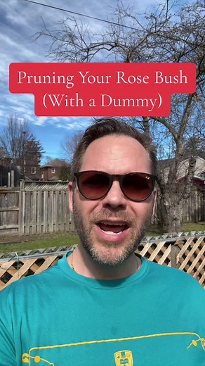 Pruning Your Floribunda Rose Bush for Beginners