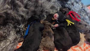 33K views · 2.1K reactions | Announcement  Kinsey's Mini Bernedoodle Puppies arrived January 4th!! She has five beautiful boys and one adorable girl and everyone is gaining and doing well. Kinsey is such a devoted momma! ♥️♥️♥️ | Copperstone Farm Doodles and Poodles | Facebook