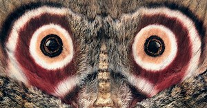 Top 10 Insane Moth Facts That Will Blow Your Mind