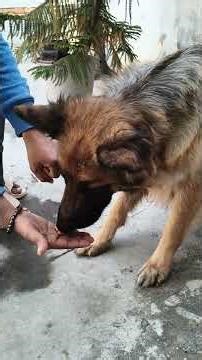 fully trained long coat GSD