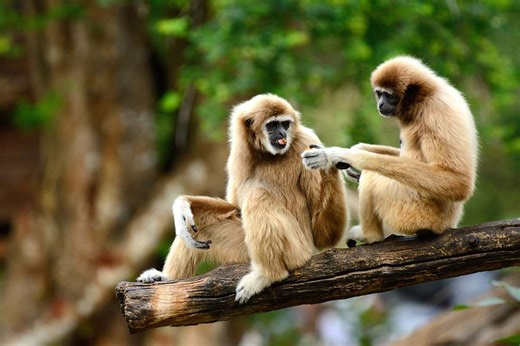Male and female gibbons sing duets in time with each other