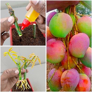 56K views · 1K reactions | How to propagate mango tree from cuttings || grow mango tree cutting | Ashik Muztaba | Facebook