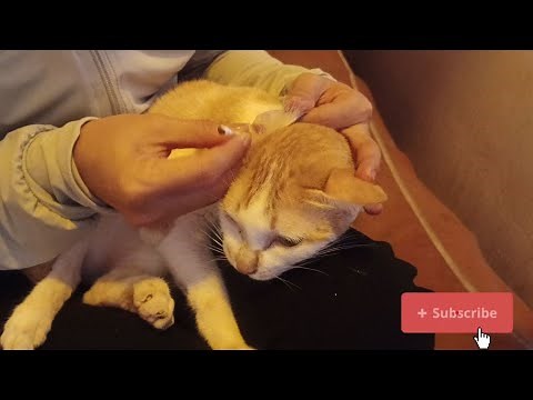 Cat Ears Cleaning grooming video | Meow Family