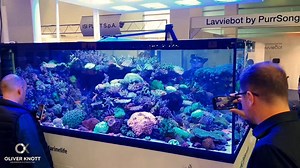 #werbung What we miss: Unfortunately, Interzoo was canceled last year For this reason a few impressions from 2018 The incredible reef tank from Arie de Jong (200 x 200cm) at the De Jong Marinelife stand And a few meters of frehwater shrimps from Taiwan #oliverknott #okaqua #okisback #interzoo2018 #interzoo #nuremberg #germany #dejongmarinelife #reeftank #marinelife #coraltank #freshwatershrimp #shrimps #aquariums #aquarium #aquaristic #fishtank #aquascaping #aquascaper | Oliver Knott