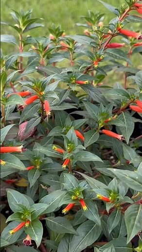 Vermillionaire (aka Firecracker plant): Plant Spotlight