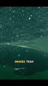 The giant anacondas of the Amazon. Forrest Galante shares a story #fyp #viral | JRE Animals