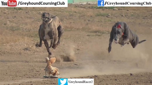 2.1K views · 55 reactions | greyhound dog track racing 2025 from Pakistan. visit un o Youtube for more new latest racing videos. https://www.youtube.com/@greyhoundcoursingclub | Greyhound Coursing Club | Facebook