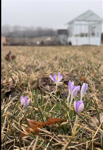 Do you plant crocus into your grass? I used to grow crocus in a little strip of grass between the garden and the chicken yard but we built our greenhouse there last fall. Now I planted over 1,000 crocus and 500 other spring blooming bulbs in the orchard to bloom this Spring. Seeing the bees enjoy the blooms has been worth all the work. And yes, I plan on planting lots more this fall.🤭 Crocus bloom in late winter/early spring before the grass even turns green. When they’re done blooming the gras