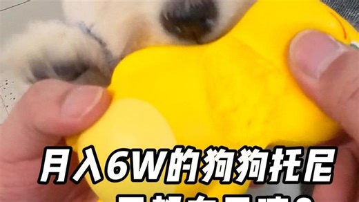 沉浸式体验月入6万狗狗托尼的一天！