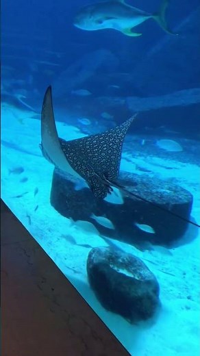 Atlantis, Paradise Island | Bahamas 🇧🇸