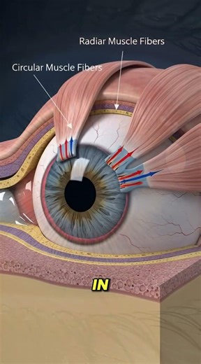 🔬 Perché la Pupilla Cambia Dimensione! #animation