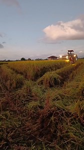 Yanmar YH850 combine harvester🌾 LAV 777 hybrid rice variety 🌾 #farming #farminglife #farmlife #farmhouse #farmers #farm #magsasakalife #MAGSASAKA #hybrid #trendingreels #hauler #hogico #3in1 #SALAMATSASUPORTA #farmersmarketsareessential #magsasakalife #harvesting #harvest #harvester #harvestingtime #harvesttime #harvest #harvesting #harvester #Harvest2025 #harvestingtime | Glen M Ibanez