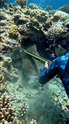 Massive Grouper Spearfishing Catch! 🌊🐟