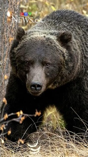 Banff’s legendary grizzly bear ‘The Boss’ removes tracking collar