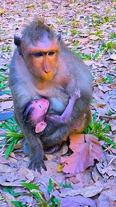 Jade try to get baby Jester out of her! | The Monkey Drama