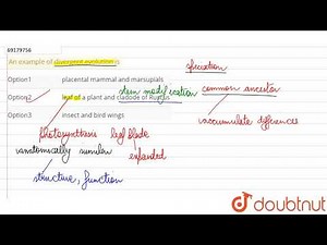 An example of divergent evolution is