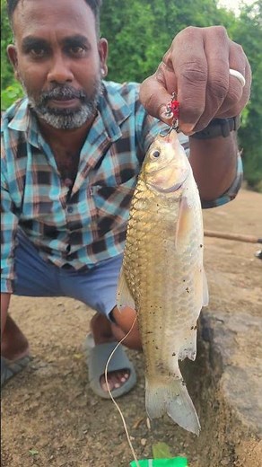 Catch & Cook🎣🍜 Vietnam Rice Paper Rolls Using Barb Fish