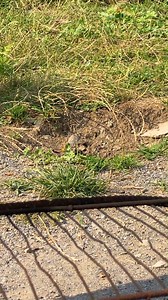 We Cooked String Beans and Got This #beans #cook #villagecooking | Faraway Village Family