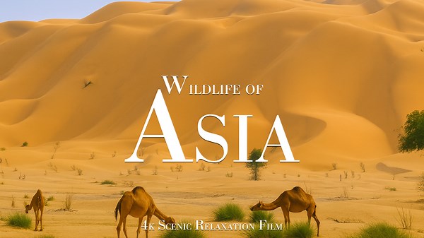When the Camera Just Watches – Wildlife of Asia in 4K