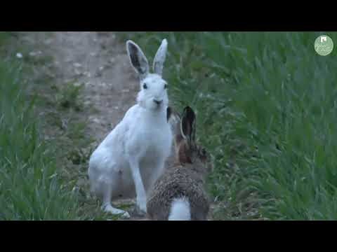 A Rare White Hare Revealed at Easter | Discover Wildlife | Robert E Fuller