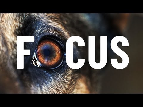 IMPROVE your dog's focus! Using these 3 exercises