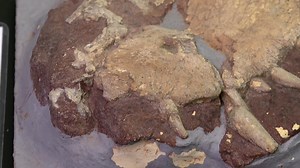 8.8K views · 121 reactions | Our journey to P.E.I.'s pre-historic age continues with geologist Laura MacNeil, as she describes the skull fossil of a Dimetrodon. | CBC Prince Edward Island | Facebook