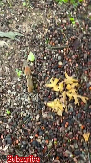 Ever wondered where chipmunks live?