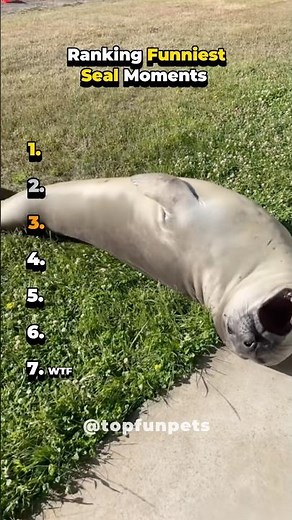 Ranking Funniest Seal Moments Part 2