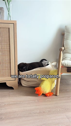 Tracking Weight Gain in English Lab Puppies