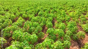 A lush tapioca plantation sprawls luxuriantly, its thick foliage a testament to diligent cultivation, promising a plentiful yield of the prized starchy tubers.