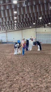 7.3K views · 253 reactions | Unanimous Grand Champion Mare at COGypsyFest 朗殺朗 | StarFireGypsy | Facebook