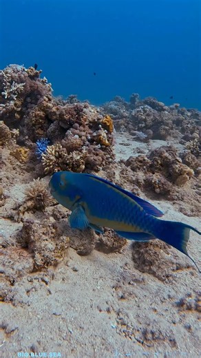 Joseph Leverton on Instagram: "🦜🐠 The male Heavybeaked Parrotfish (Chlorurus gibbus) is a brilliant, reef-shaping machine. With his strong beak-like jaws, he scrapes algae from coral, helping reefs stay healthy. His vivid blue-green colors signal he’s in the terminal phase the final, dominant stage in parrotfish life. As he feeds, he creates fine white sand, literally reshaping the seafloor with every bite. 🌊✨ #HeavybeakedParrotfish #ChlorurusGibbus #ReefLife #BigBlueSea #OceanEducation #RedS