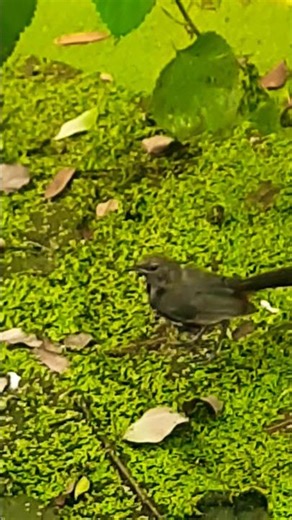 The Pigeons That Sing Like Opera