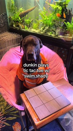 this gotta be the worlds first dog vs betta fish tic tac toe game ps. swim shady is considered to be elderly so he he is trying his best ok 😡 #foryou #viral #foryoupage #dunkindadawg #dogs