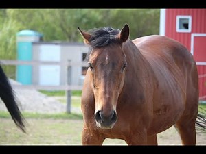 大人しくて優しい性格のザッツザプレンティ