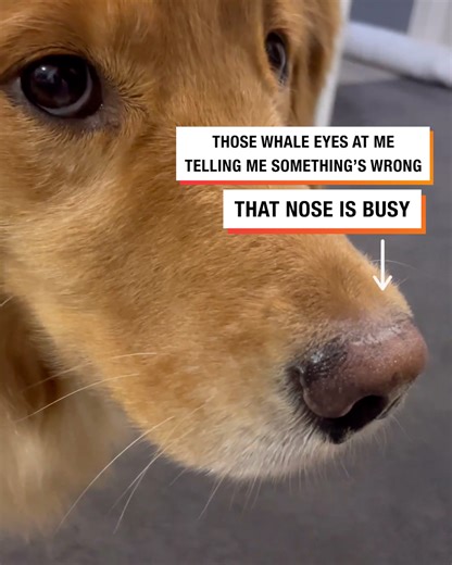 This service dog stopped playing when they could pick up on their owners tiny signals before fainting 🐶👏 | Lessons Learned In Life