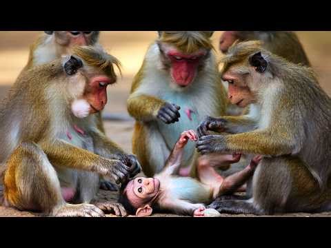 Protecting or Judging? Monkeys Crowd Around Newborn!