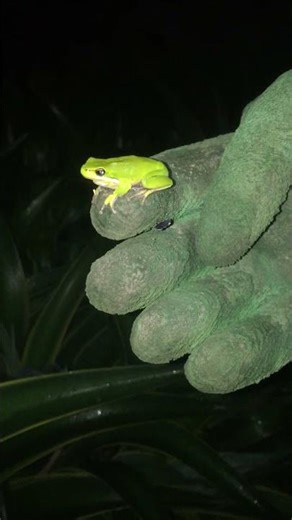 Meet the Eastern Dwarf Green Tree Frog (Litoria fallax)🐸 #Nature #NatureLover #Frog