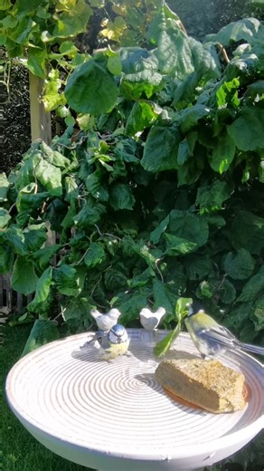 Das Blatt muss raus, wir brauchen mehr Platz #birds #meisen #nature #garten #birdbath #blaumeise #gartenvögel #october | Gartenparadies123
