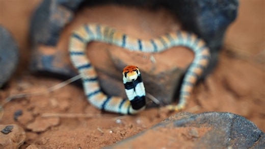 19K views · 455 reactions | We are so excited to announce the arrival...