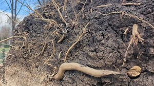 Inverted tree roots with earth after a hurricane. fragile nature