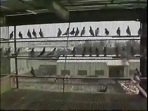 1K views · 31 reactions | Pigeons | Birds World | Facebook