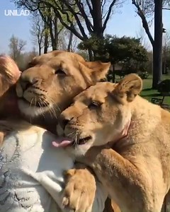 These rescued circus lions really missed their mum 😍🦁 | UNILAD