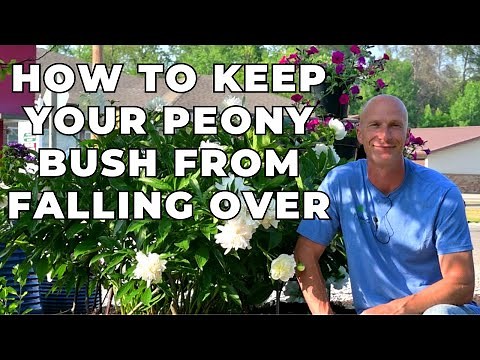 How to Keep Your Peony Bush From Falling Over